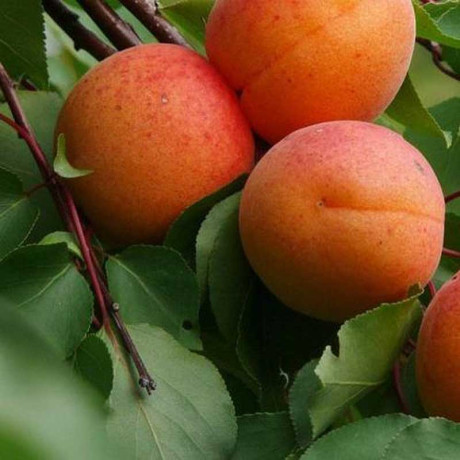 Абрикос Графиня Садовита