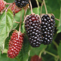 Ежевика Коламбия Стар Садовита