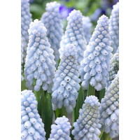 Мускари Бейбиз Бреф 7/8 5 шт