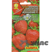 Земляника Искушение Аэлита Ц