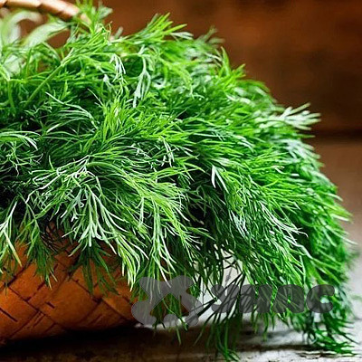 Укроп Кустистый Каприс