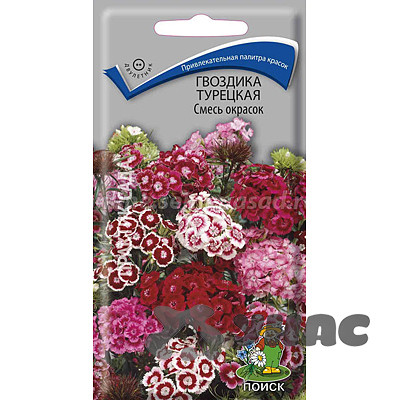 Гвоздика турецкая смесь Поиск Ц