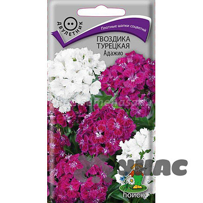 Гвоздика Турецкая Адажио Поиск Ц
