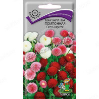 Маргаритка Помпонная смесь Поиск Ц