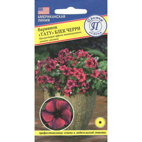 Барвинка Тату Блек Черри Престиж