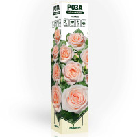 Роза чайно-гибридная Осиана Садовита