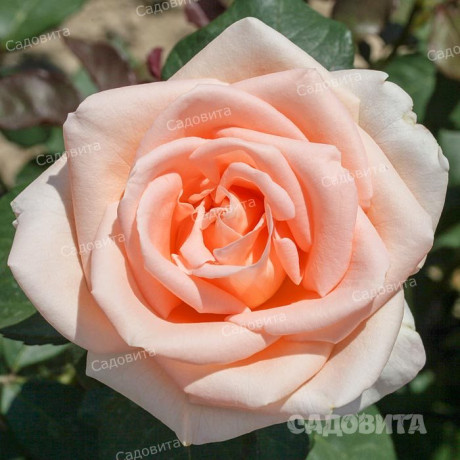 Роза чайно-гибридная Осиана Садовита