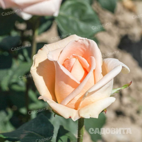 Роза чайно-гибридная Осиана Садовита