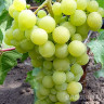 Виноград Лиепаяс Дзинтарс очень ранний Садовита