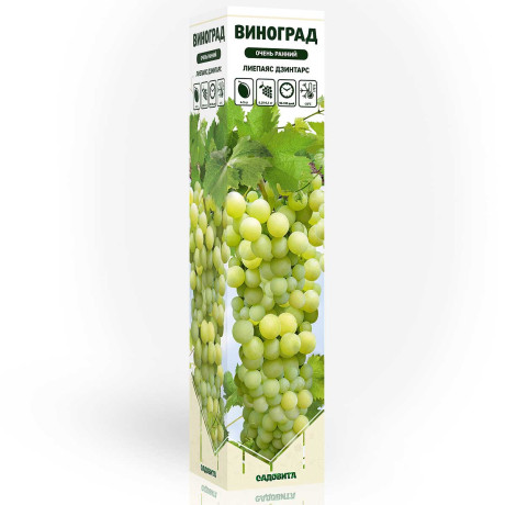 Виноград Лиепаяс Дзинтарс очень ранний Садовита