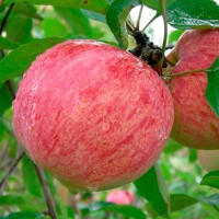 Яблоня Коричное полосатое (полукарлик) Садовита