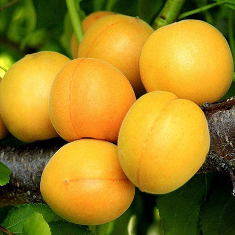 Абрикос Царский Садовита