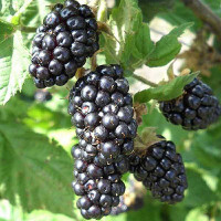 Ежемалина (ремонтантная) Марион (Марионбери) Садовита