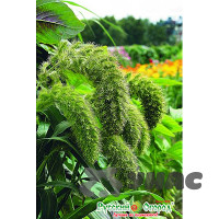 Щетинник Лисий хвост НК Ц