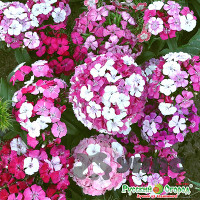 Гвоздика турецкая Новерна Клоун НК