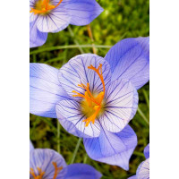 Крокус Артабир 5/+ 8 шт Садовита