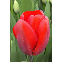 Тюльпан Лефеберз Мемори 11/12 8 шт Садовита