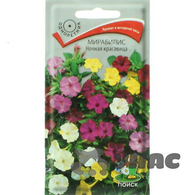 Мирабилис Ночная красавица Поиск Ц