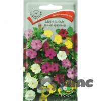 Мирабилис Ночная красавица Поиск Ц