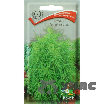 Кохия Летний кипарис Поиск Ц