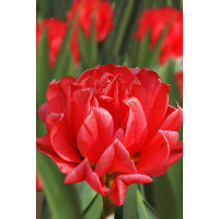 Тюльпан Дабл Торонто 11/12 8 шт Садовита