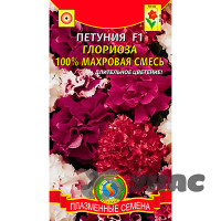 Петуния Глориоза Плазма Ц