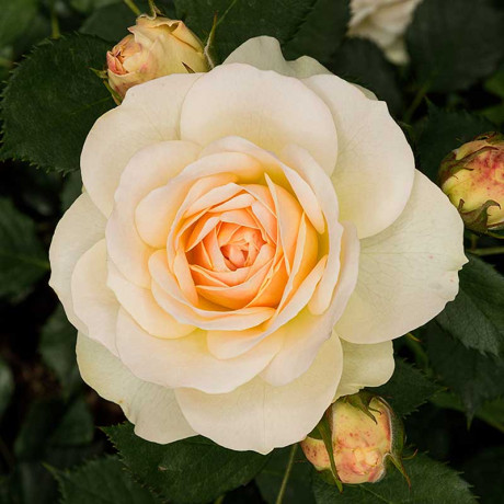 Роза флорибунда Космос Садовита