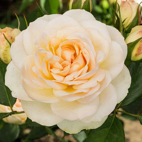 Роза флорибунда Космос Садовита