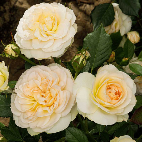 Роза флорибунда Космос Садовита