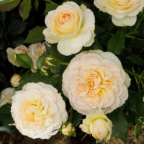 Роза флорибунда Космос Садовита