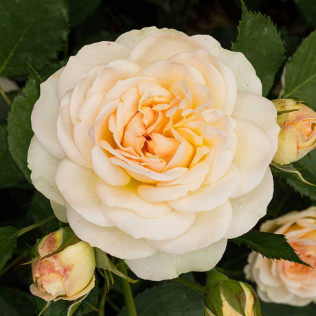 Роза флорибунда Космос Садовита