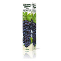 Виноград Симоне очень ранний Садовита