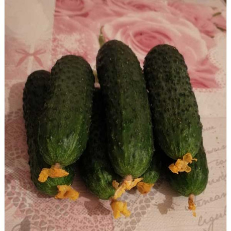 Огурец Жозефино 250шт Маринда/Seminis