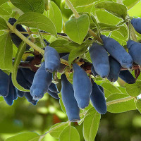 Жимолость Бакчарский Великан Садовита