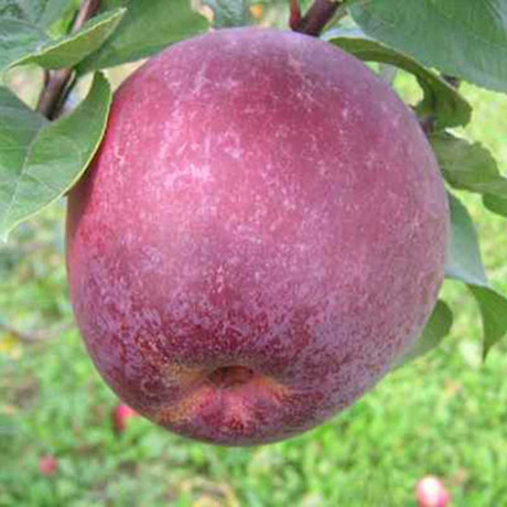 Яблоня Лобо (полукарлик) Садовита