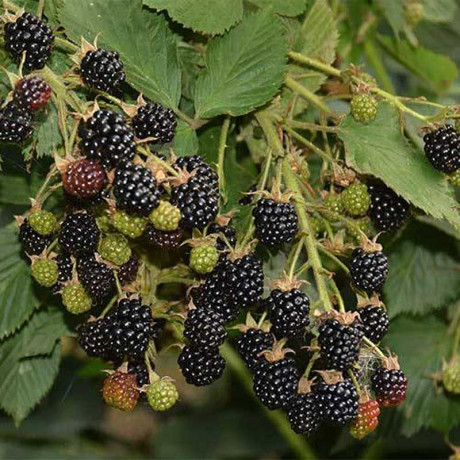 Ежевика Прайм Арк-45 Садовита