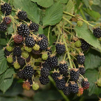 Ежевика Прайм Арк-45 Садовита