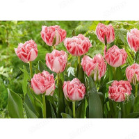 К Лен Красный (Пламя) (Германия) Каприс