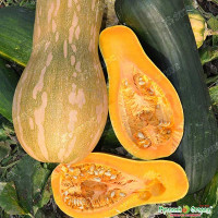 Тыква Жемчужина мускатная НК Ц