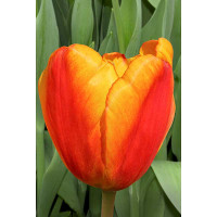 Тюльпан Оксфорд Уандер 11/12 8 шт Садовита