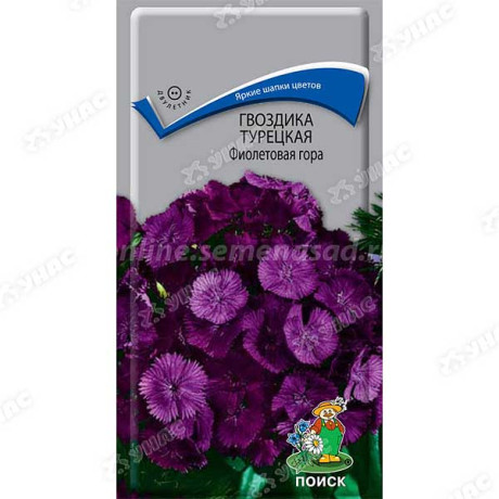 Гвоздика Турецкая Фиолетовая гора Поиск Ц