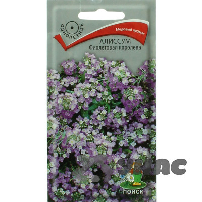 Алиссум Фиолетовая королева Поиск Ц