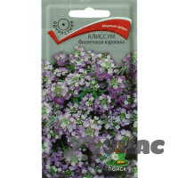 Алиссум Фиолетовая королева Поиск Ц