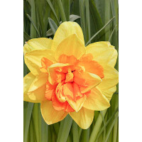 Нарцисс Апофеоз 12/14 5 шт Садовита