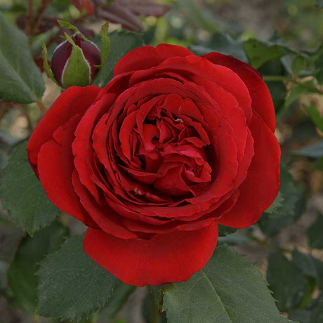 Роза плетистая Амадеус Садовита