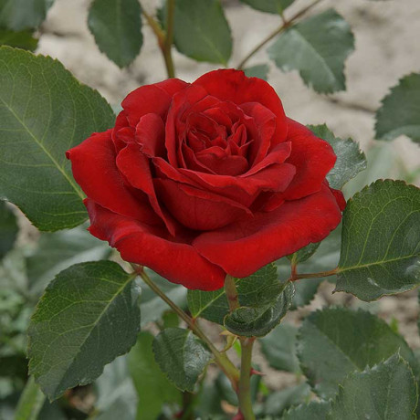 Роза плетистая Амадеус Садовита