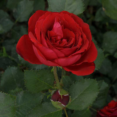 Роза плетистая Амадеус Садовита