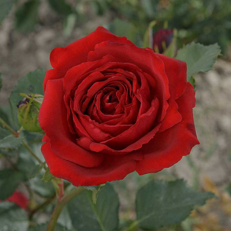 Роза плетистая Амадеус Садовита