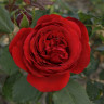 Роза плетистая Амадеус Садовита