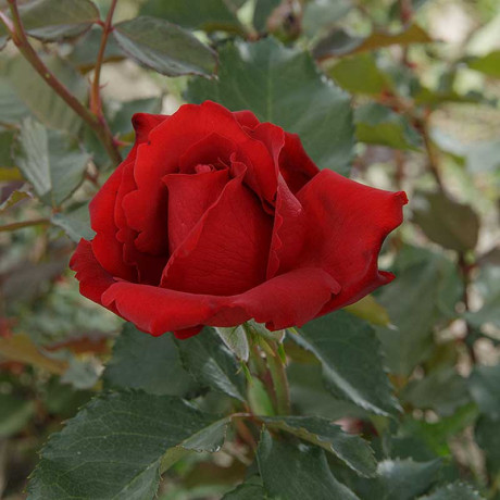 Роза плетистая Амадеус Садовита